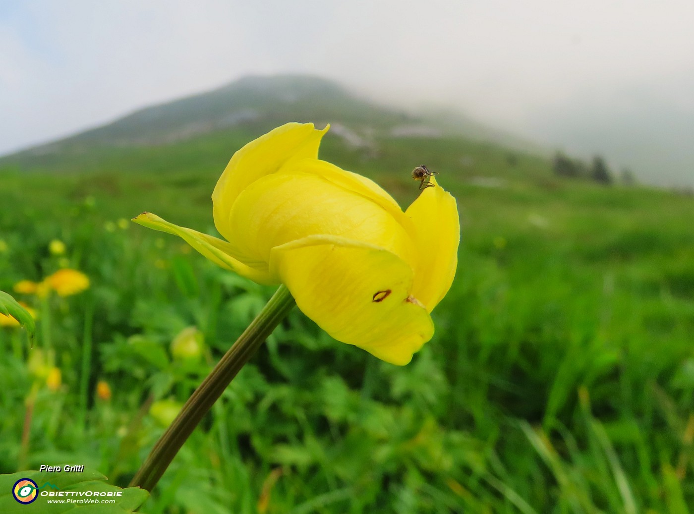 14 Trollius europaeus (Botton d'oro) con ospite.JPG